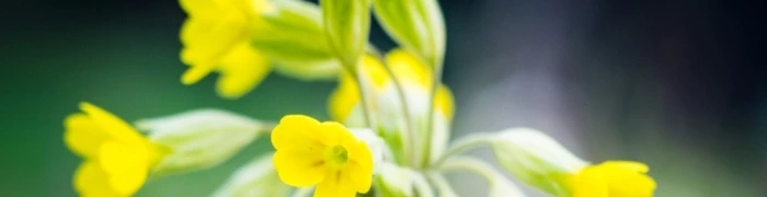 Frühlingsbeginn // Frühlingsmakros - Vorschaubild
