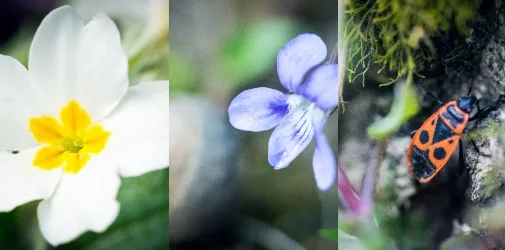 /photographer/michael-hofrichter-46/nature/2015/fruehlingsmakros