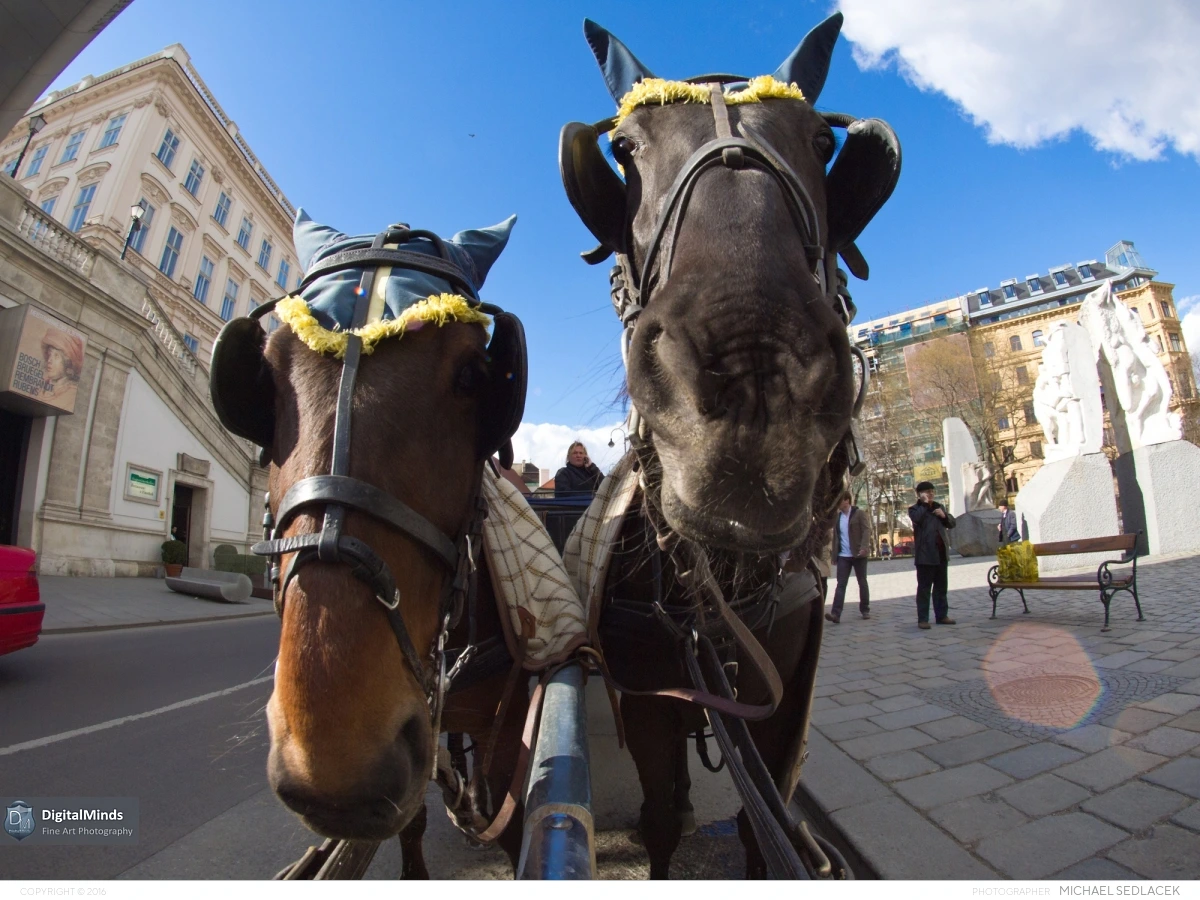 Vienna Citywalk 5063