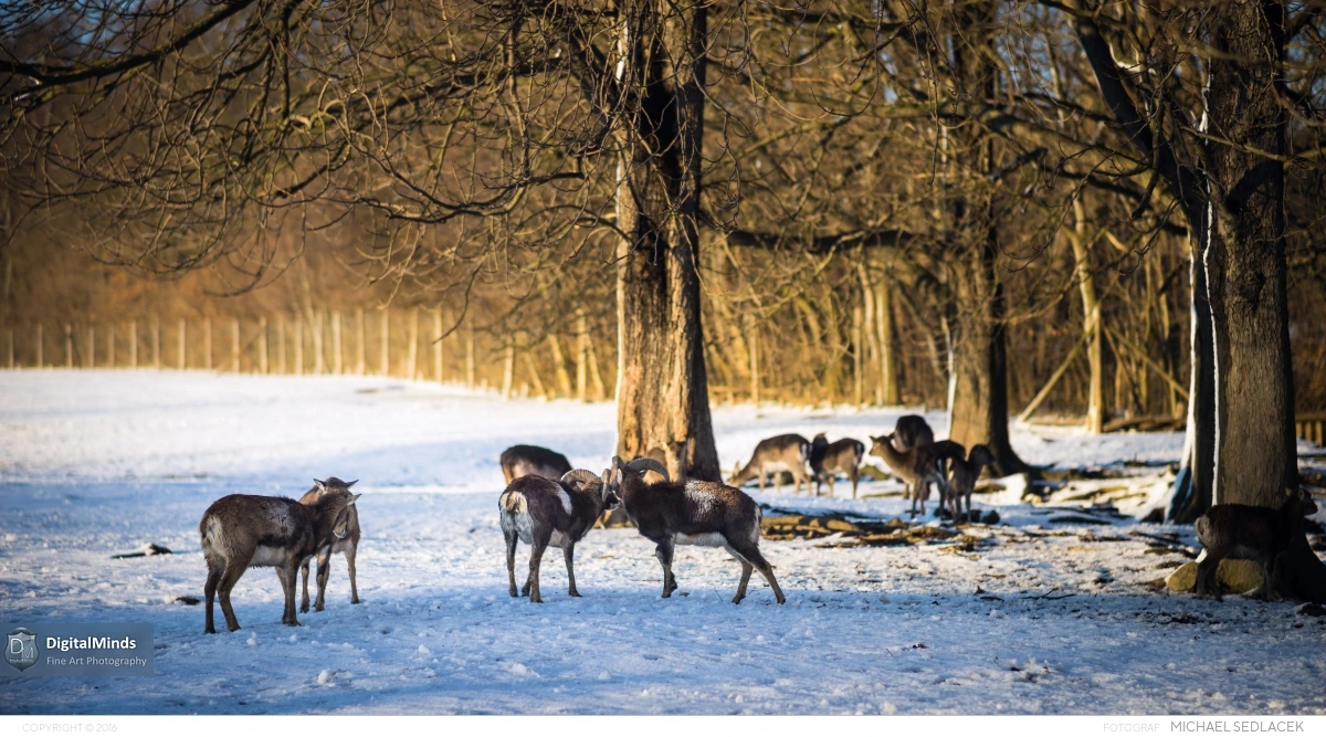 Vienna Winterland January 2015 00084