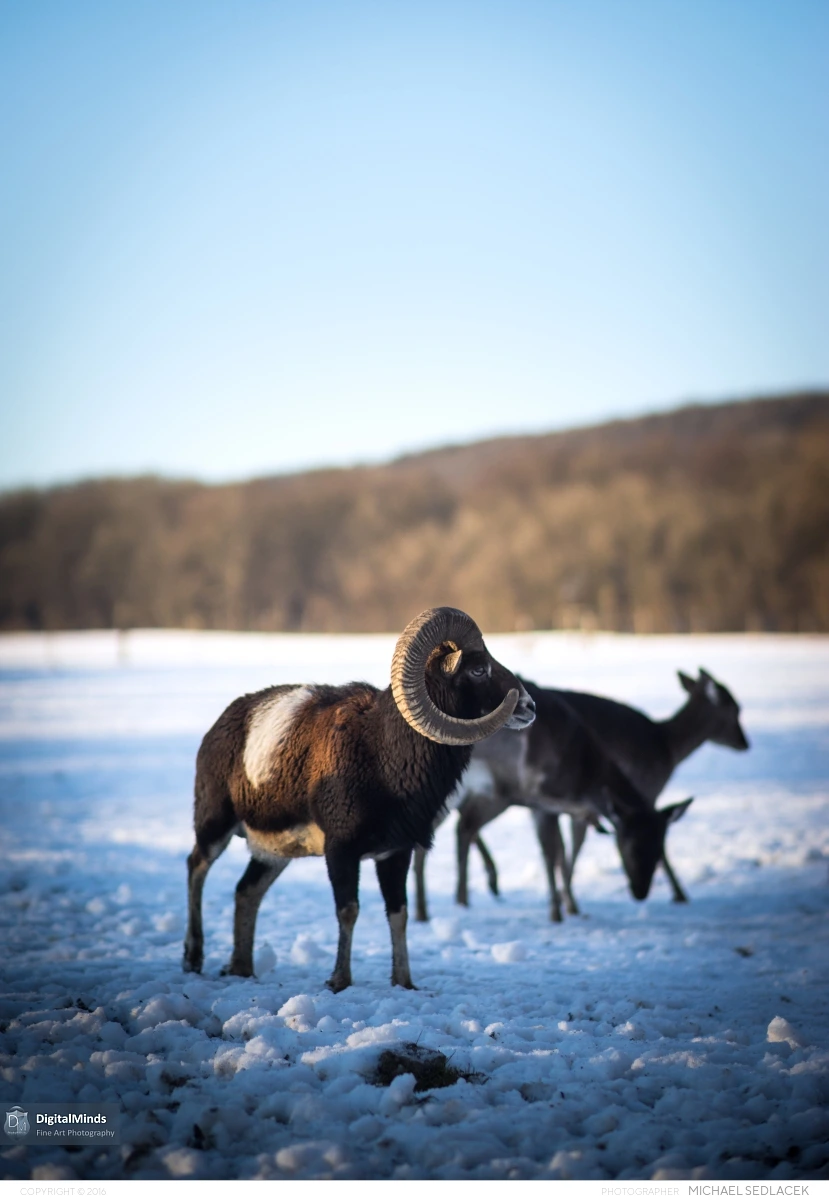 Vienna Winterland January 2015 00088